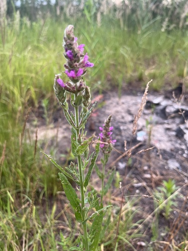 purple loosestrife