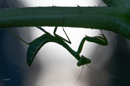 Transcaucasian Giant Mantis