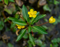 Ludwigia repens