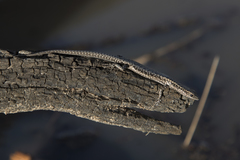 Cryptoblepharus australis