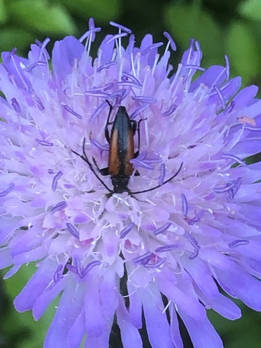 Black-striped Longhorn Beetle