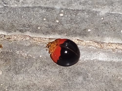 Greater Asian Lady Beetle