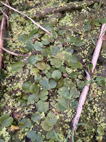 European Frog-bit