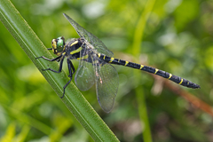 Cordulegaster bidentata