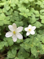 Anemonastrum flaccidum