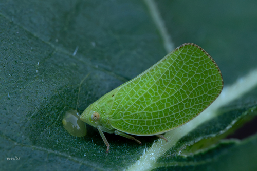 Green Cone-headed Planthopper