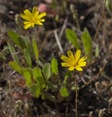 Leontodon saxatilis saxatilis