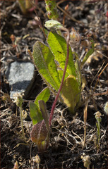 Leontodon saxatilis saxatilis