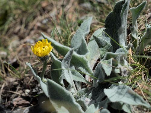 Hieracium tomentosum, photograph 3