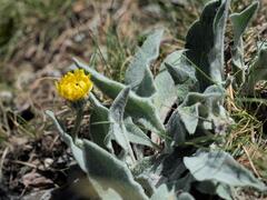 (c) Daniel Cahen, some rights reserved (CC BY) Hieracium tomentosum, photograph (c) Daniel Cahen, some rights reserved (CC BY)