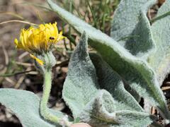 (c) Daniel Cahen, some rights reserved (CC BY) Hieracium tomentosum, photograph (c) Daniel Cahen, some rights reserved (CC BY)