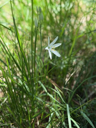 Anthericum liliago, photograph 6