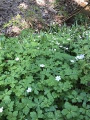Anemonastrum flaccidum