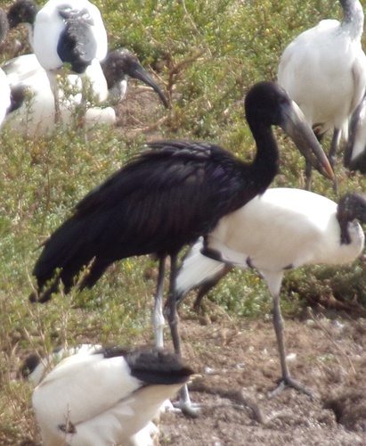 iNaturalist image