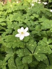 Anemonastrum flaccidum