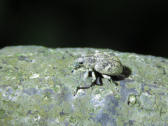 Eugnathus distinctus