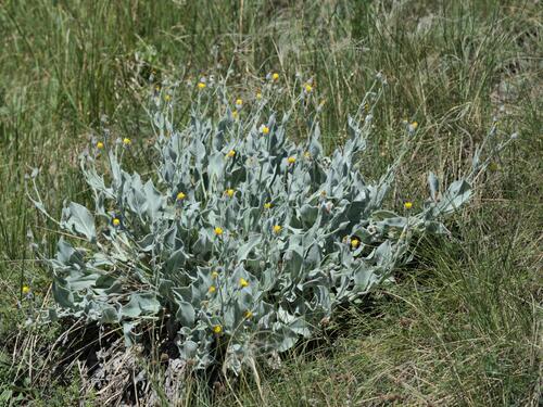 Hieracium tomentosum, photograph 1