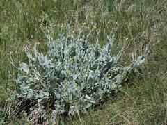 (c) Daniel Cahen, some rights reserved (CC BY) Hieracium tomentosum, photograph (c) Daniel Cahen, some rights reserved (CC BY)