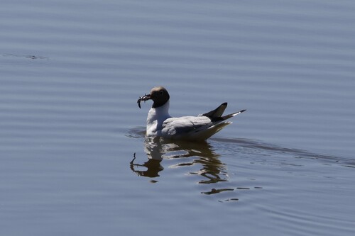 Black-headed Gull