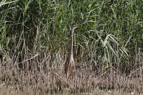 Purple Heron