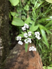 Valeriana flaccidissima