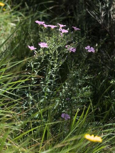 Linum viscosum, photograph 4