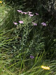 Linum viscosum, photograph (c) Daniel Cahen, some rights reserved (CC BY)