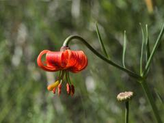 Lilium pomponium, photograph (c) Daniel Cahen, some rights reserved (CC BY)