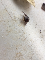 Euconulidae