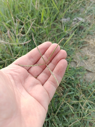 Bermuda grass