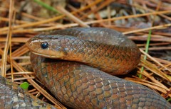 Stenorrhina degenhardtii