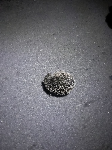North African Hedgehog