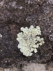 Flavoparmelia haysomii