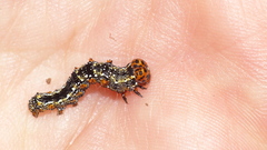Acontia paratrigona