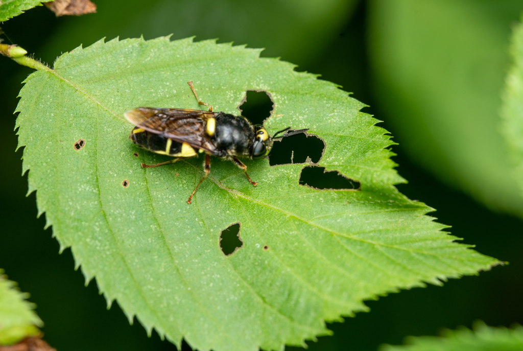 Stratiomys norma