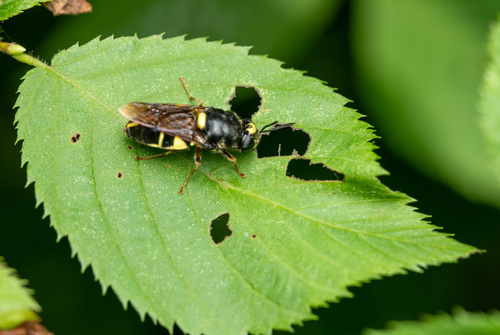 Stratiomys norma