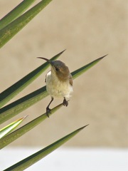 Cinnyris fuscus fuscus