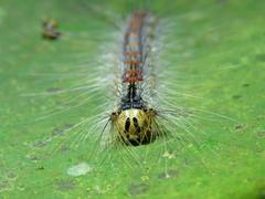 Lymantria xylina