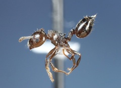 Crematogaster lineolata
