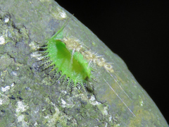 Cassida circumdata
