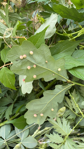 Pea Gall Wasp