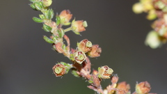 Erica leucopelta