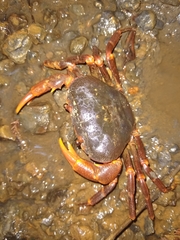 Potamoidea