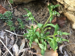 Valerianella locusta