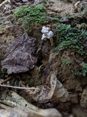 Cordyceps sinclairii