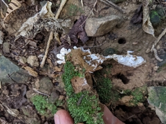 Cordyceps sinclairii