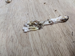 Cordyceps sinclairii