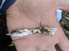 Cordyceps sinclairii