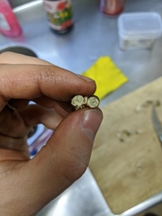 Cordyceps sinclairii