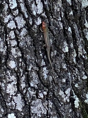 Plestiodon laticeps